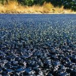 Битум: что это такое, виды и применение