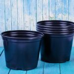 Выбор идеального горшка для рассады